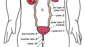 מערכת השתן